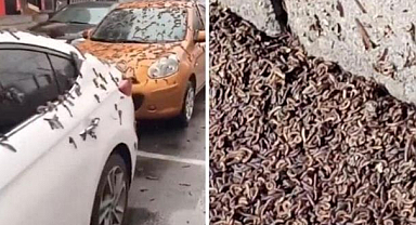 Gökten solucan yağması gerçek mi? Solucan yağmuru gerçek mi, nasıl oluyor?