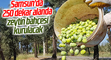 Samsun'da 250 dekar alanda zeytin bahçesi kurulacak