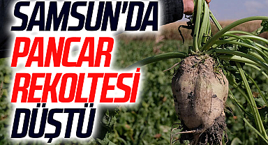 Samsun'da Pancar Rekoltesi Düştü