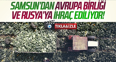 Samsun'dan Avrupa Birliği ülkeleri ile Rusya'ya ihraç ediliyor!