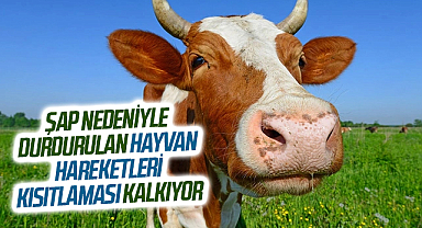 Şap nedeniyle durdurulan hayvan hareketleri kısıtlaması kalkıyor