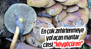 En çok zehirlenmeye yol açan mantar cinsi