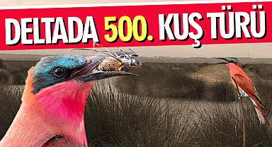 Kızılırmak Deltası'nda 500. Kuş Türü