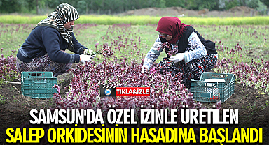 Özel izinle üretilen salep orkidesinin hasadına başlandı
