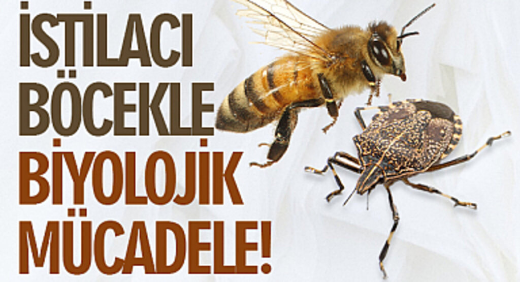 İstilacı Böcekle Biyolojik Mücadele!