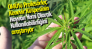 OMÜ'lü Profesörler, Kenevir Küspesinin Hayvan Yemi Olarak Kullanılabilirliğini Araştırıyor