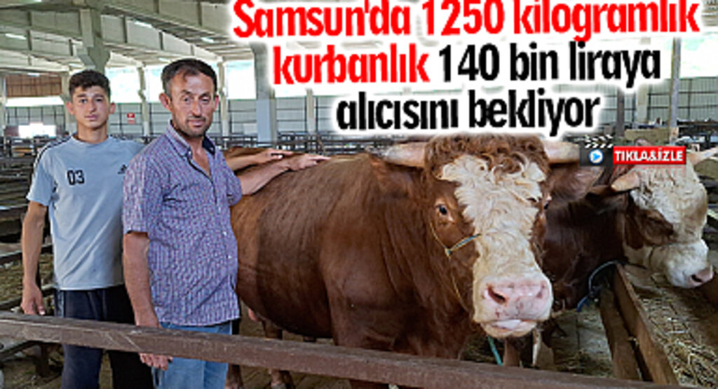 Samsun'da 1250 kilogramlık kurbanlık 140 bin liraya alıcısını bekliyor