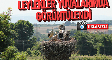 Kızılırmak Deltası Kuş Cenneti'ndeki leylekler yuvalarında görüntülendi