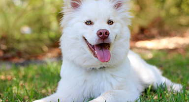 Köpeklerde Kalsiyum Eksikliği Neden Olur ?