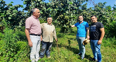 Salıpazarı ilçesinde örnek fındık bahçeleri ziyaret edildi