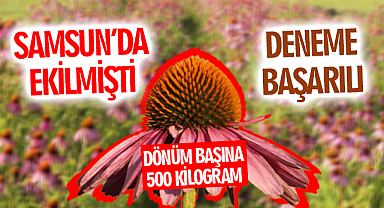 Samsun'da deneme amacıyla ekilen ekinezya çiçek açtı! Dönüm Başına 500 Kilogram