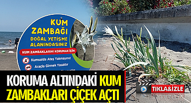Samsun'da koruma altındaki kum zambakları çiçek açtı