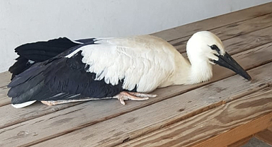 Samsun'da yaralı leylek yavrusu koruma altına alındı