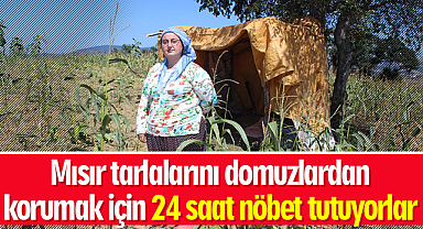 Mısır tarlalarını domuzlardan korumak için 24 saat nöbet tutuyorlar