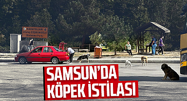 Samsun Ankara Yolunda Köpek İstilası