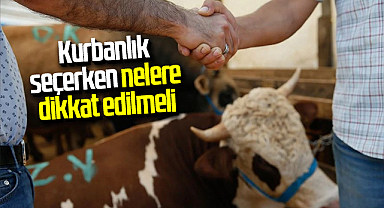 Kurbanlık seçerken nelere dikkat edilmeli