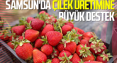 Samsun'da Çilek Üretimine Büyük Destek