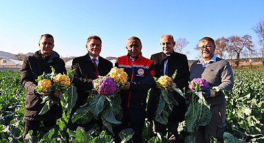 Samsun'da Renkli Karnabahar Hasadı Başladı