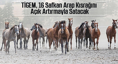 TİGEM, 16 Safkan Arap Kısrağını Açık Artırmayla Satacak
