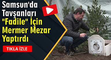Samsun'da Tavşanları