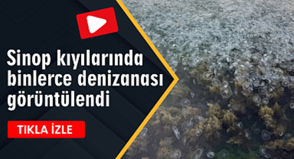 Sinop kıyılarında binlerce denizanası görüntülendi