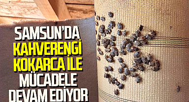 Samsun'da Kahverengi Kokarca ile Mücadele Devam Ediyor