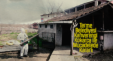 Terme Belediyesi kahverengi kokarcanın peşini bırakmıyor