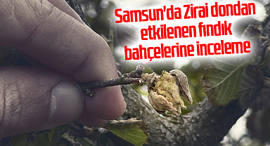 Samsun'da Zirai dondan etkilenen fındık bahçelerine inceleme