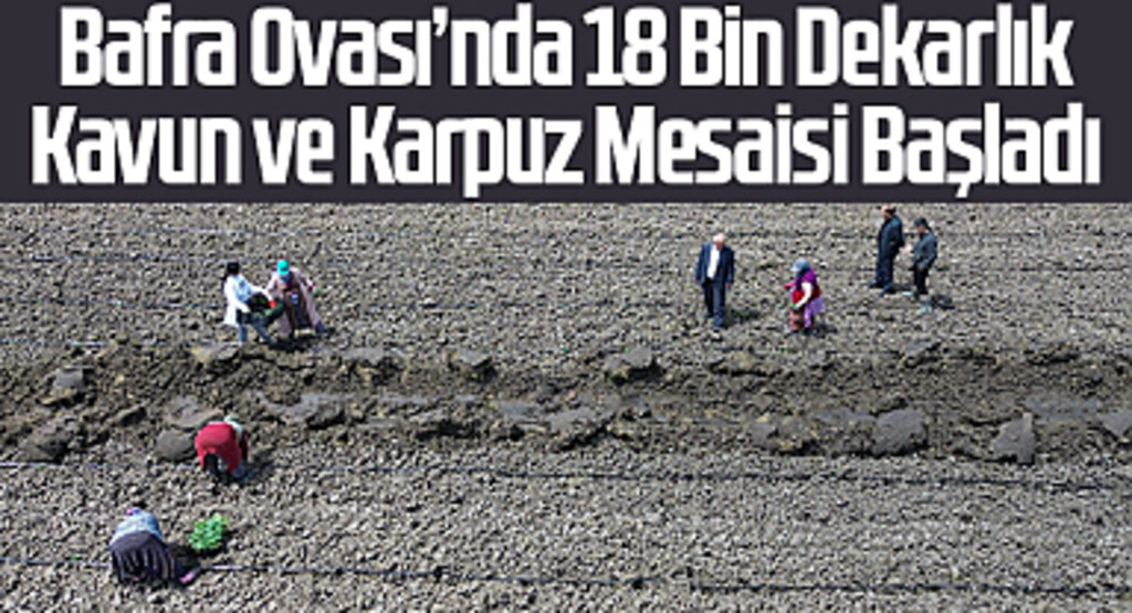 Bafra Ovası’nda 18 Bin Dekarlık Kavun ve Karpuz Mesaisi Başladı