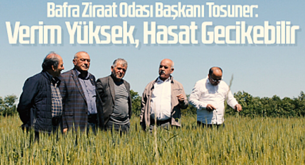 Bafra Ziraat Odası Başkanı Tosuner: Verim Yüksek, Hasat Gecikebilir