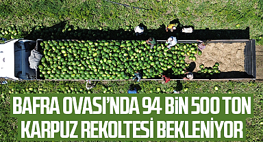 Bafra Ovası’nda 94 Bin 500 Ton Karpuz Rekoltesi Bekleniyor