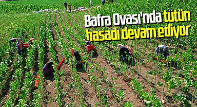 Bafra Ovası'nda Tütün Hasadı Yoğun Tempoda Devam Ediyor