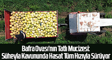 Bafra Ovası'nın Tatlı Mucizesi: Süheyla Kavununda Hasat Tüm Hızıyla Sürüyor