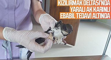 Kızılırmak Deltası’nda Yaralı Ak Karınlı Ebabil Tedavi Altında