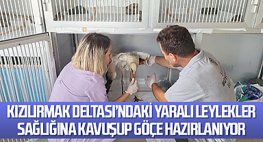 Kızılırmak Deltası’ndaki Yaralı Leylekler Sağlığına Kavuşup Göçe Hazırlanıyor