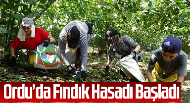Ordu’da Fındık Hasadı Başladı