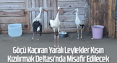 Göçü Kaçıran Yaralı Leylekler Kışın Kızılırmak Deltası’nda Misafir Edilecek