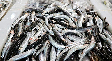 Hamsinin Geleceği İçin 6 Ülkeye Ortak Karar Çağrısı
