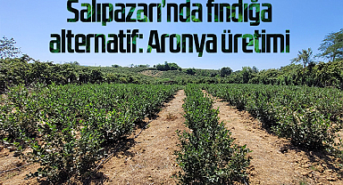Salıpazarı’nda fındığa alternatif: Aronya üretimi