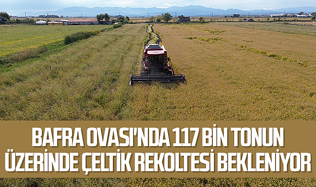 Bafra Ovası'nda 117 bin tonun üzerinde çeltik rekoltesi bekleniyor