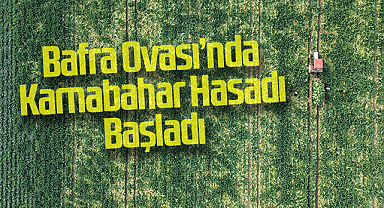 Bafra Ovası’nda Karnabahar Hasadı Başladı
