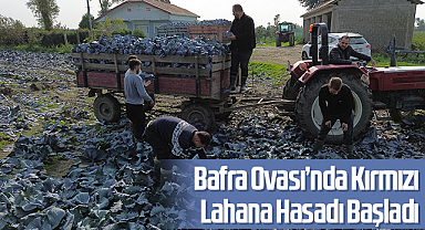 Bafra Ovası’nda Kırmızı Lahana Hasadı Başladı