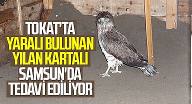 Tokat'ta yaralı bulunan yılan kartalı Samsun'da tedavi ediliyor