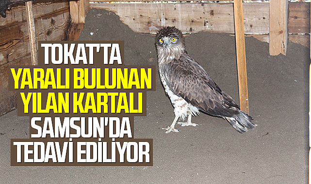 Tokat'ta yaralı bulunan yılan kartalı Samsun'da tedavi ediliyor