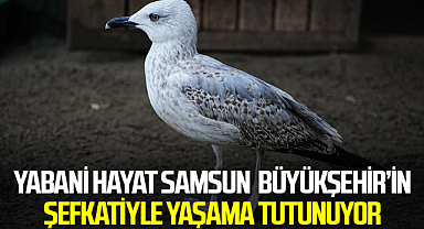 Yabani Hayat Samsun Büyükşehir’in Şefkatiyle Yaşama Tutunuyor