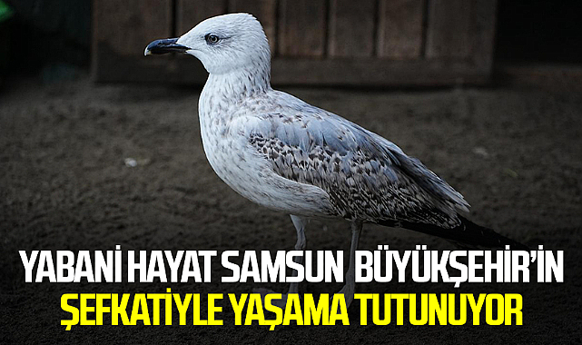 Yabani Hayat Samsun Büyükşehir’in Şefkatiyle Yaşama Tutunuyor