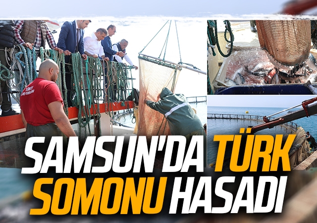 Samsun'da Türk Somonu Hasadı