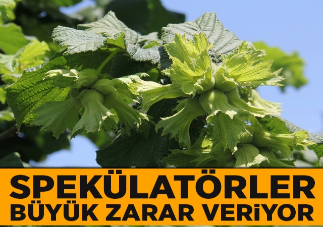 Spekülatörler büyük zarar veriyor