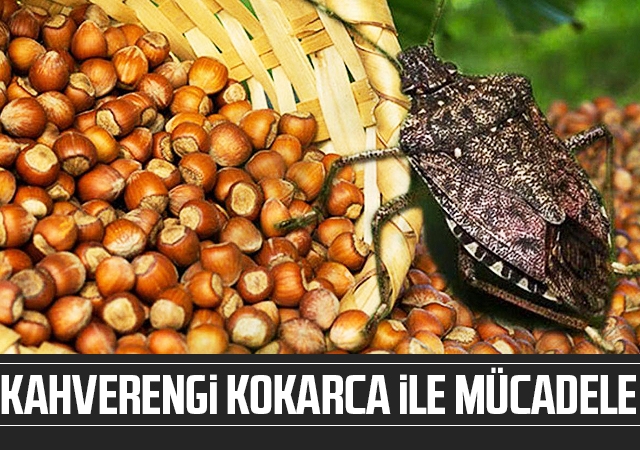 Kahverengi kokarca ile mücadele