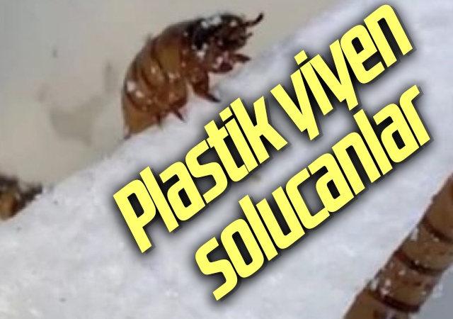 Geri dönüşümde etkili olabilirler: Plastik yiyen solucanlar